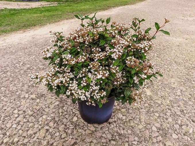 Spring Bouquet Viburnum - Size: 3 Gallon, Live Plant, Includes Special Blend Fertilizer & Planting Guide