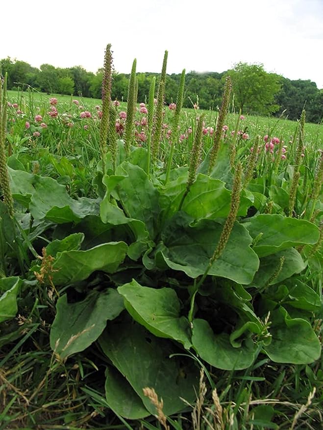 1500 Broadleaf Plantain Seeds - Cay Ma De - (Plantago Major) Organic Medical Plant Seed | Non GMO | Organic | Heirloom