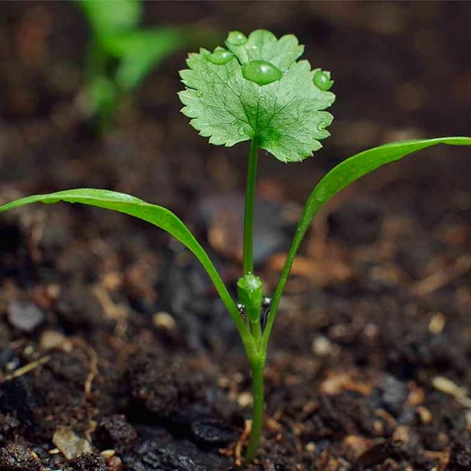 Seed Needs, Cilantro Herb Seeds - 250 Heirloom Seeds for Planting Coriandrum sativum - Non-GMO & Untreated