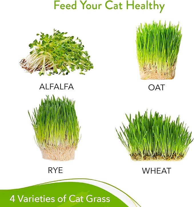 HOME GROWN Cat Grass Seeds - Grow Cat Grass for Indoor Cats - Cat Grass Seeds Bulk - Refill Cat Growing Grass Kit - Heirloom Cat Grass Seed (Cat Grass - 4pack)