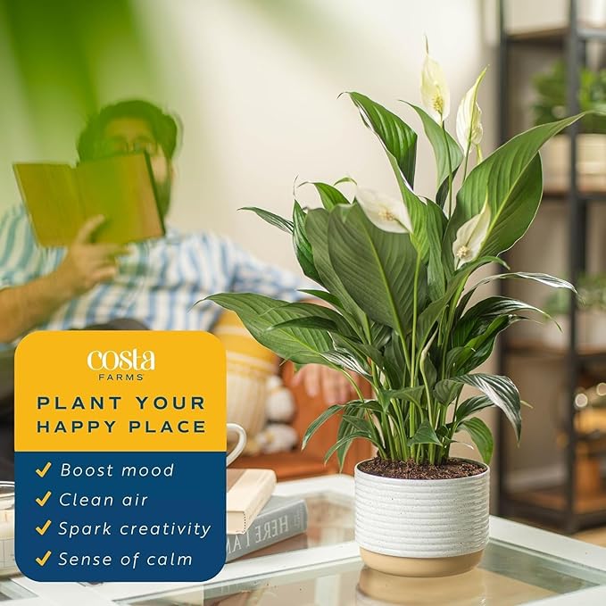 Costa Farms Peace Lily, Live Indoor Plant with Flowers, Easy to Grow Houseplant in Decorative Pot, Potting Soil, 1 Foot Tall| Valentines Day Gift | Valentines Day Decoration