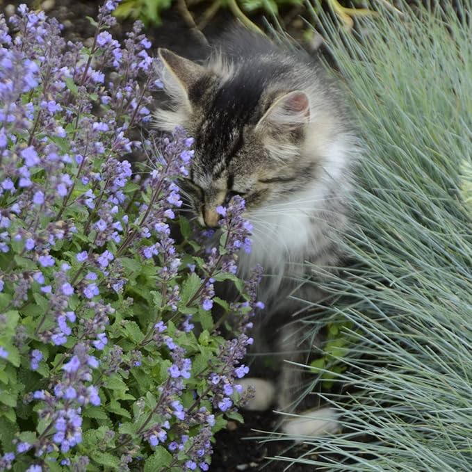 Catnip Catmint Nepeta Cataria About 100 Seeds for Planting