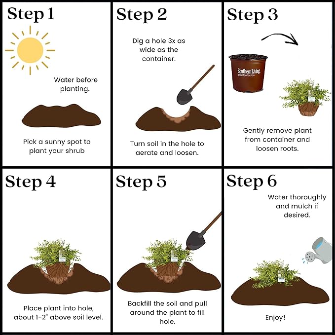 Southern Living Miss Lemon Abelia, 2 Gal, Yellow