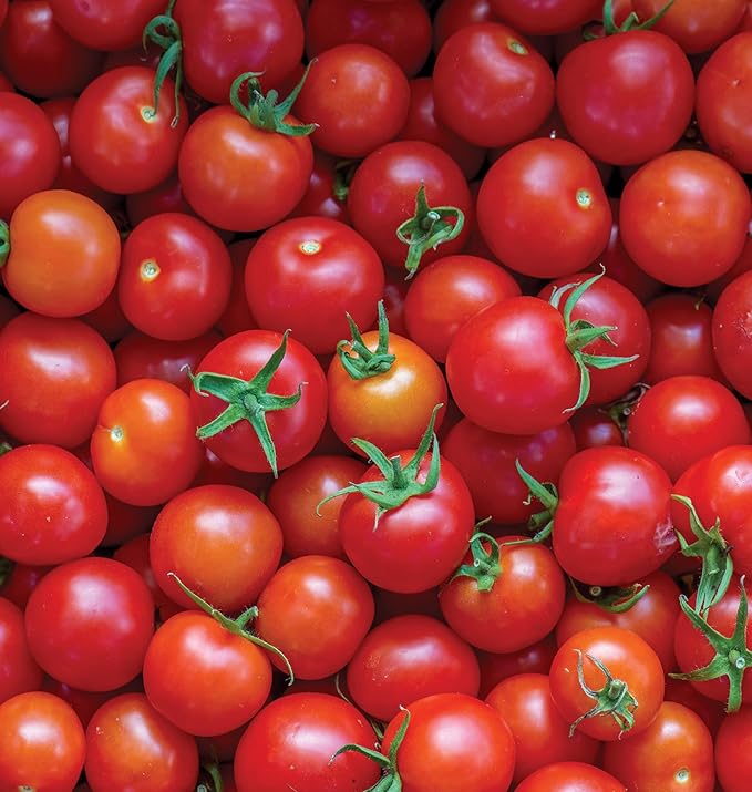 Burpee 'Super Sweet 100' Hybrid, Cherry Tomato, 50 Non-GMO Seeds