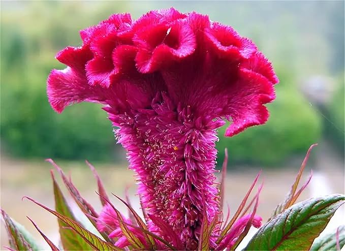 Garden Plant Seed Flower Seed Cockscomb Mixed Colors Dwarf Celosia Cristata Nana Jessica - 300 Celosia Seeds