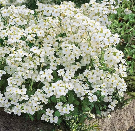 250+ White Rockcress Flower Seeds Ground Cover Garden Non-GMO