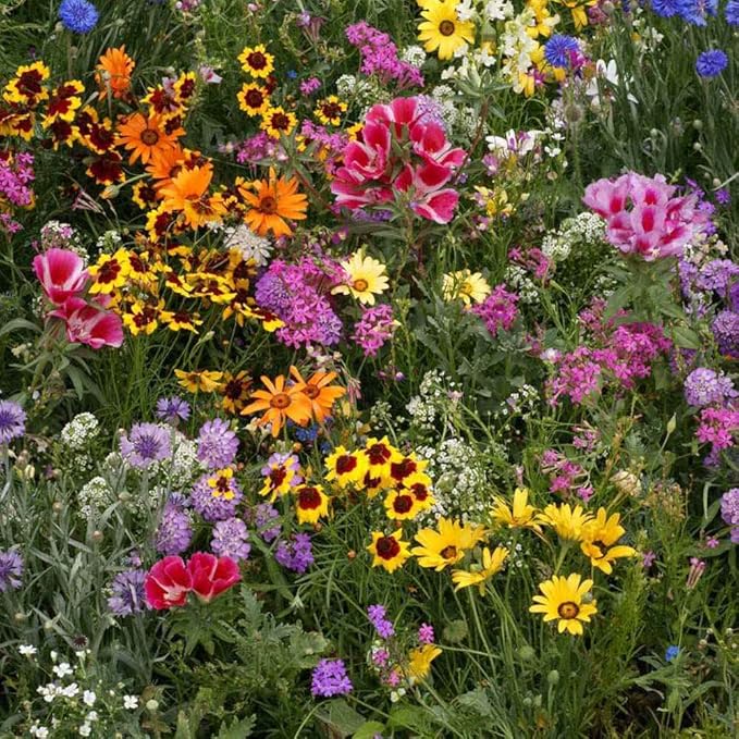 Outsidepride Low Growing Wildflower Seeds - 5 lbs Dwarf, & Short, Diverse Perennial & Annual Wild Flower Seed Mix with Long Bloom Season for Colorful Display That Thrives on All States
