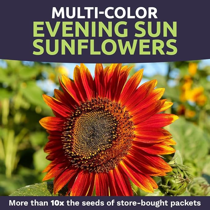 Evening Sun Sunflower Seeds - Extra Large 1 Ounce Packet - Over 1,200 Fresh Open Pollinated Non-GMO Flower Seeds - Helianthus annus - Large Glowing Blooms