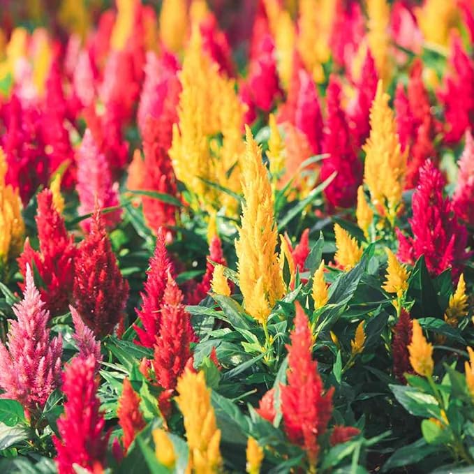 Mix Celosia Seed for Planting - Celosia Cristata Cockscomb Woolflower Non-GMO Seeds for Planting Exotic Flower - 100 Seeds