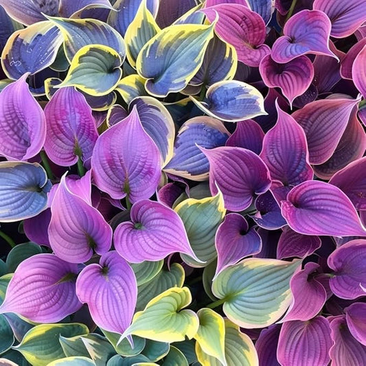 Hosta Mix Plant Seeds for Planting | Shade-Loving Perennial | Ideal for Borders, Garden Beds, and Containers (Pack of 100 Seeds)