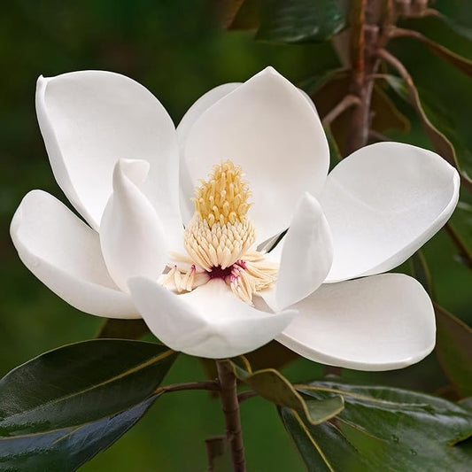 Southern Magnolia Seeds Magnolia Grandiflora Flowering Evergreen Ornamental Tree Fragrant Landscpaes Shage Trees Windbreaks Outdoor 10Pcs Flower Seeds by YEGAOL Garden