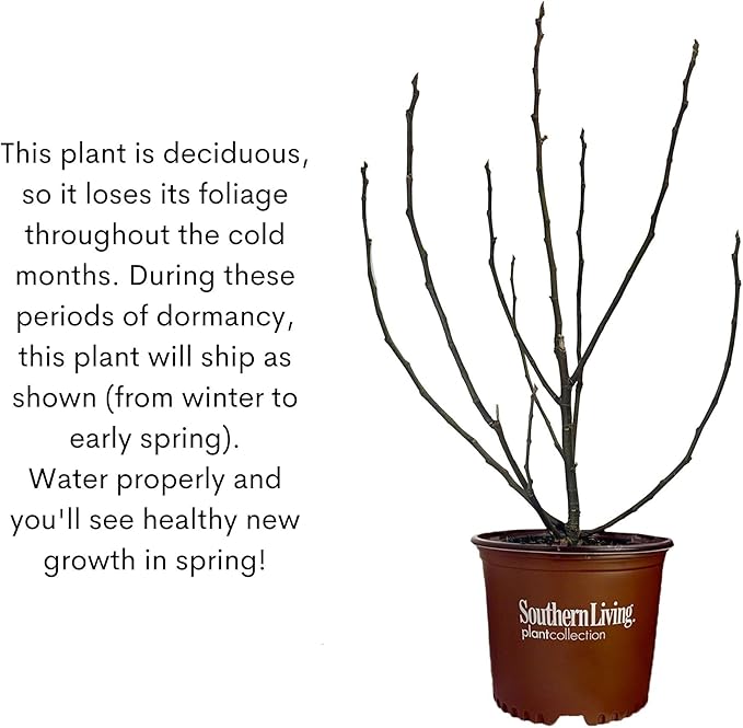 Southern Living Plant Collection 2 Gallon 'Little Miss Figgy' Fig Plant