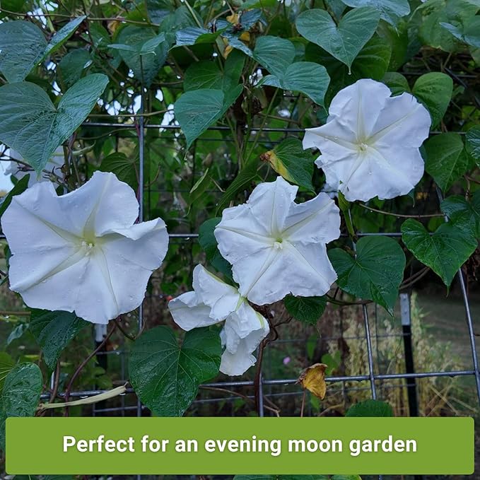 Sow Right Seeds - Moon Garden White Flower Seeds for Planting - Shasta Daisy, Alyssum, Polar Bear Zinnia, Baby’s Breath & Moonflower - Non-GMO Variety to Plant a Stunning Evening Moon Flower Garden