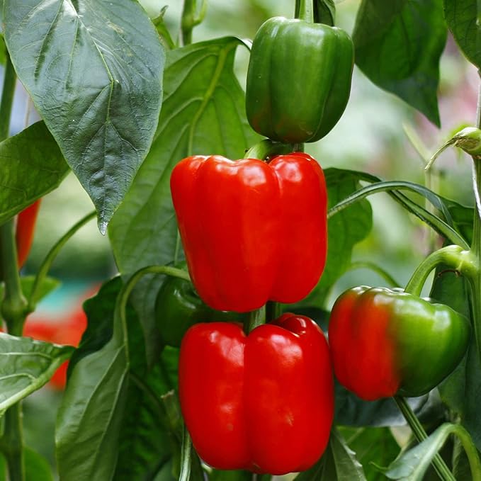 Bonnie Plants Red Bell Pepper Live Vegetable Plants - 4 Pack, Non-GMO, 2 - 3 Ft Plants, 4.5 x 4 Inch Pepper Size