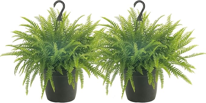 Costa Farms Ferns (2 Pack), Live Premium Boston Fern Plants in Hanging Basket Planters, Houseplants Potted in Soil Potting Mix, Outdoor Garden Gift, Beautiful Home Patio Décor, 16-Inches Tall