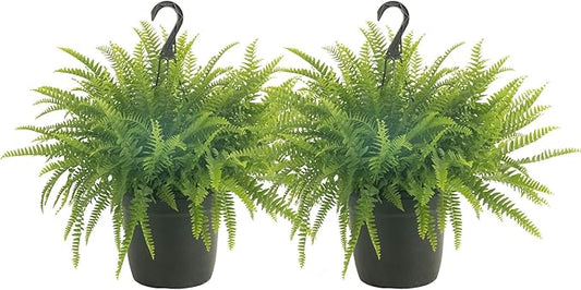 Costa Farms Ferns (2 Pack), Live Premium Boston Fern Plants in Hanging Basket Planters, Houseplants Potted in Soil Potting Mix, Outdoor Garden Gift, Beautiful Home Patio Décor, 16-Inches Tall
