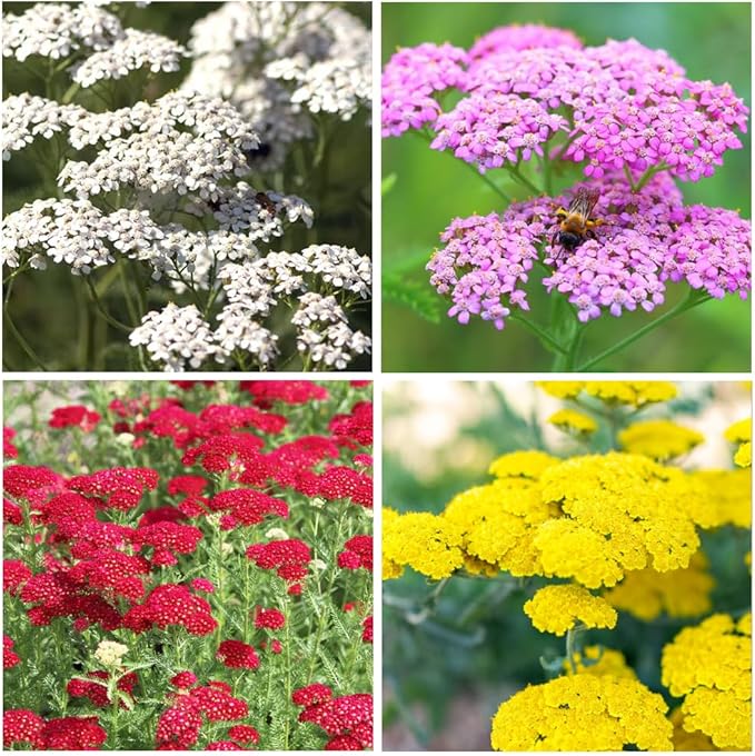 1000+Perennial Mixed Yarrow Flowers Seeds for Planting Outdoor Garden, Non-GMO,Heirloom