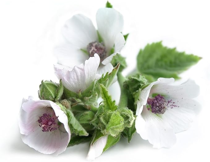 TKE Farms & Gardens - Marshmallow Seeds for Planting, 500 mg, 250 Heirloom Seeds, Non-GMO, Packet Includes Instructions for Growing, Althaea officinalis. Qty 1