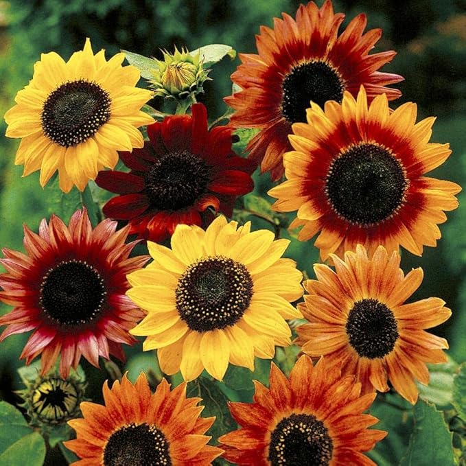 Sunflower Seed Mix, Covers 325 Sq Ft, 9 Flower Varieties, Over 1,000 Seeds - Created By Nature