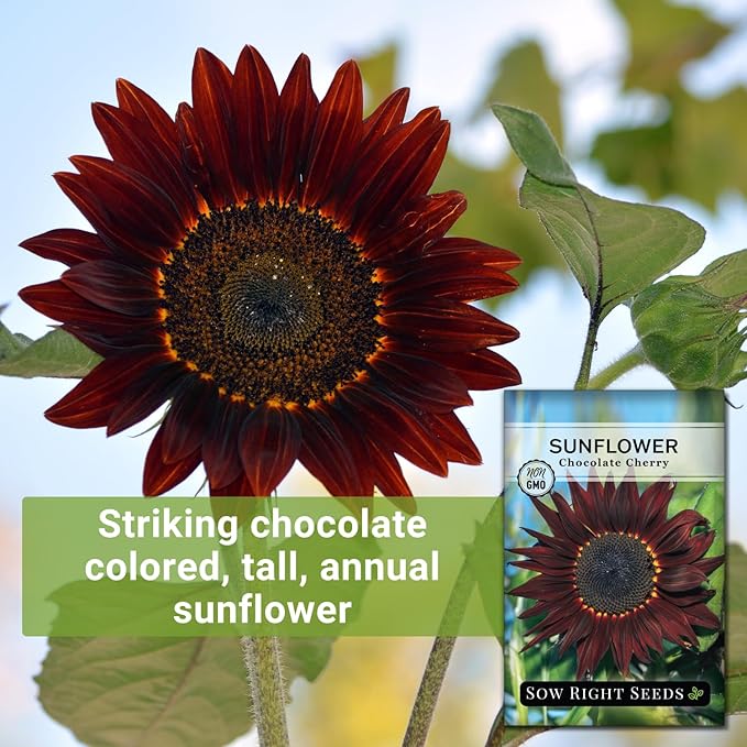 Sow Right Seeds - Chocolate Cherry Sunflower Seeds for Planting - Non-GMO Heirloom Packet with Instructions for Growing - Beautiful Giant Flower - Rare Burgundy and Dark Brown Petals (3)