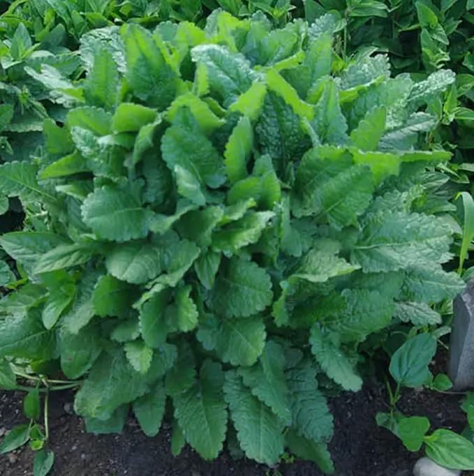 CHUXAY GARDEN 40 Seeds Betonica Officinalis,Common Hedgenettle,Betony,Purple Betony,Wood Betony,Bishopwort,Bishop's Wort Drought Tolerant Flowering Mint Plant Low-Maintenance