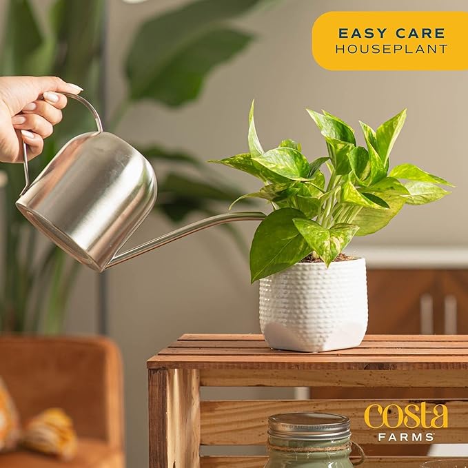 Costa Farms Golden Pothos Live Plant, Easy to Grow Vining Live Indoor Houseplant in Décor Planter, Real Housewarming Plant Gift, Home or Room Decor, 8-Inches Tall