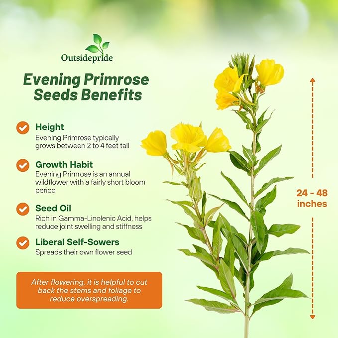 Outsidepride 5 lb. Annual Oenothera Lamarckiana Evening Primrose Wild Flower Seeds for Planting