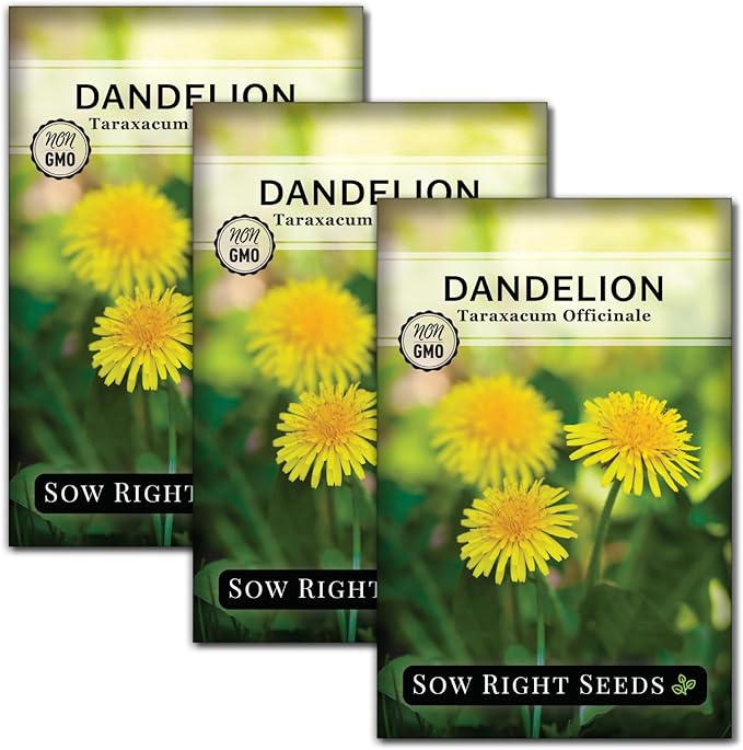 Sow Right Seeds - Common Dandelion Seeds for Planting - Non-GMO Heirloom Packet with Instructions to Grow an Outdoor or Indoor Herb Garden - Herbal Teas & Medicinal Uses - Great for Wildlife (3)