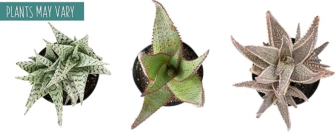 Live Aloe Plant Succulents (3 Pack), Succulents Plants Live in Potting Soil, Potted Succulents Live Plants, Star Aloe Plants Live in Cacti Pots, Cactus Plants Live Succulent Plants by Plants for Pets