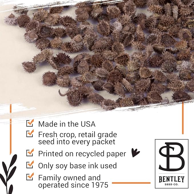 Bentley Seed Co. | Seeds of Remembrance | Pre Filled Non-GMO, Non-Coated Forget Me Not Seeds Packets | Perfect Memorial Service Giveaways and Celebration of Life Decorations | Pack of 25