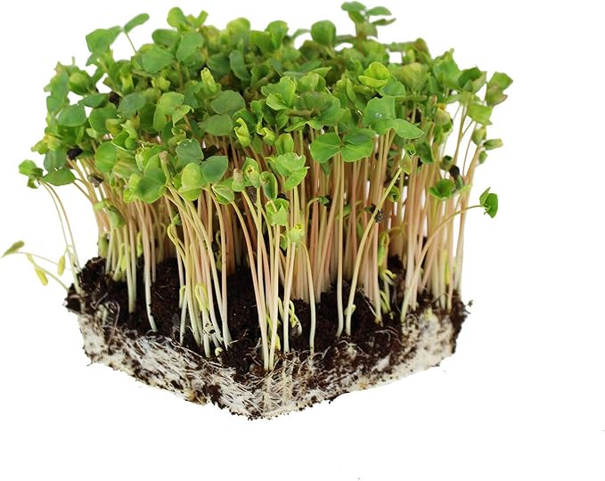 Buckwheat Seeds - 5 Lb ~60,000 Seeds - Organic, Non-GMO, Whole (Shell On) - Grow Buck Wheat Cover Crops, Microgreens, Lettuce