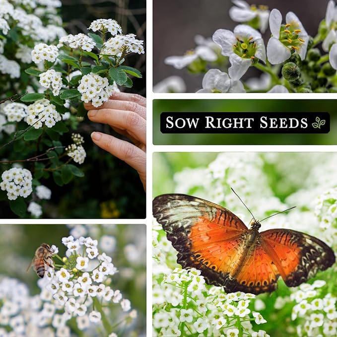 Sow Right Seeds - Sweet Alyssum White Carpet of Snow Flower Seeds for Planting - Non-GMO Heirloom Packet with Instructions to Plant in Your Garden - White Perennial - Groundcover with Blooms (1)
