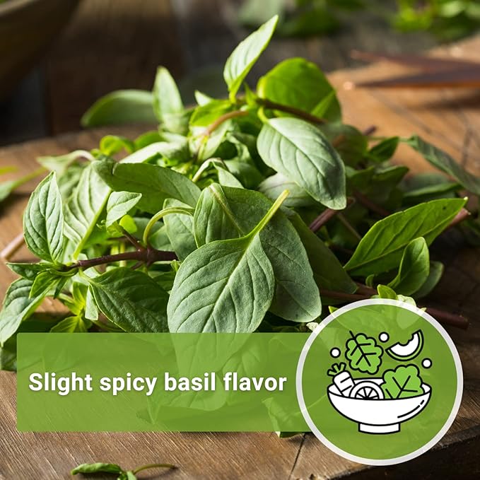 Sow Right Seeds - Sweet Large Leaf Thai Basil Seed for Planting - Non-GMO Heirloom Packet with Instructions to Plant a Kitchen Herb Garden - Indoors or Outdoor - Great for Hydroponic Growing (2)