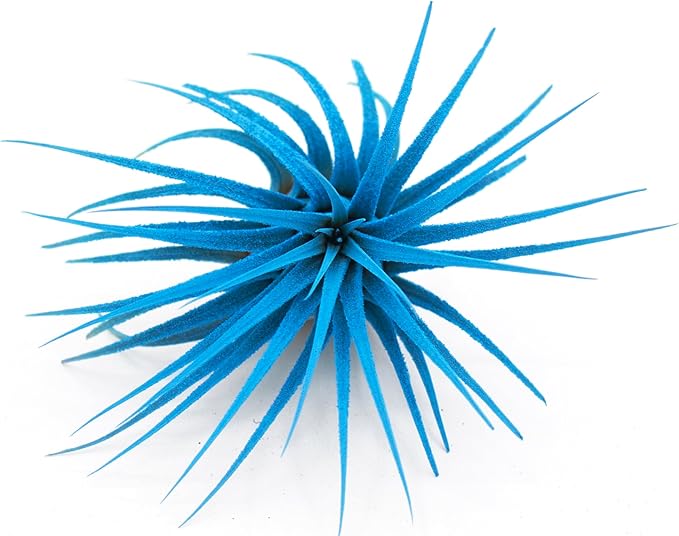Live Extra Large Tillandsia Ionantha Guatemala Colorful Air Plant 3+ inch Enhanced Color Easy Care Indoor Outdoor Home Decor Gift Airplant by Awesome Industries (Light Blue XL)