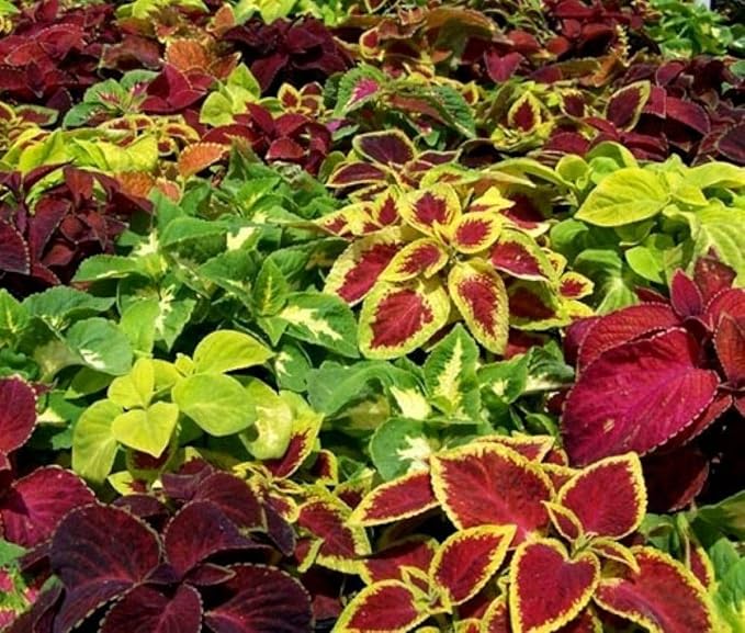 100+ Seeds Coleus Variety Mix (Black Dragon, Chocolate Covered Cherry, Wizard Coral Sunrise, French Quarter, Watermelon, Wizard Rose, Wizard Jade) - Flower Multicolor