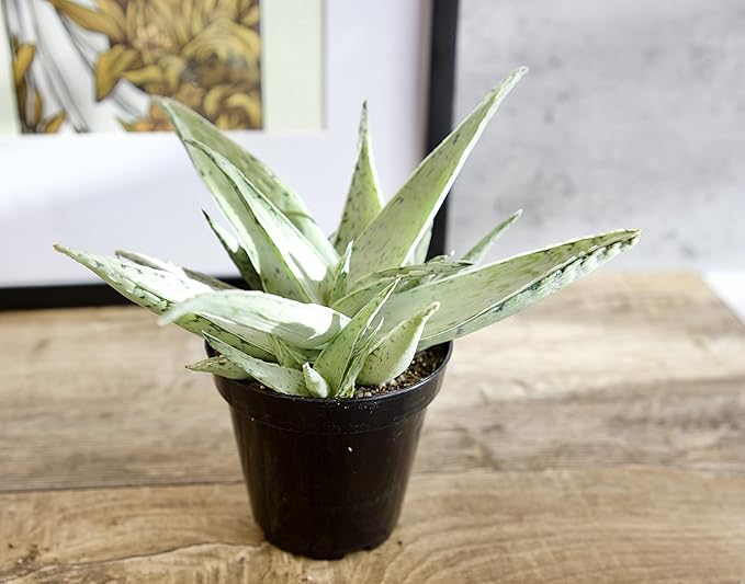 Live Aloe Plant Succulents, Succulents Plants Live in Potting Soil Mix, Potted Succulents Live Plants, Star Aloe Plants Live with Cacti Pots, Cactus Plants Live Succulent Plants by Plants for Pets