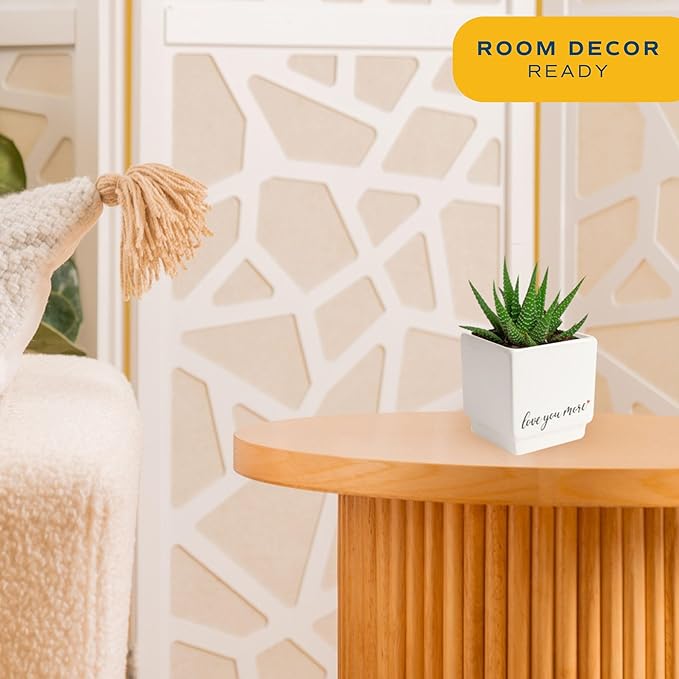 Costa Farms Mini Haworthia Succulent Fully Rooted Live Indoor Plant 6-Inches Tall, in Kokedama Ball| Valentines Day Gift | Valentines Day Decoration