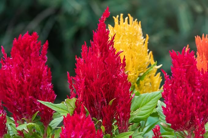 Mix Celosia Seed for Planting - Celosia Cristata Cockscomb Woolflower Non-GMO Seeds for Planting Exotic Flower - 100 Seeds