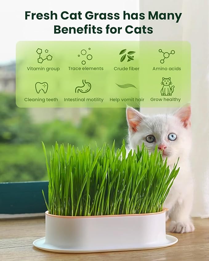 1 Pound Non-GMO Organic Wheat Cat Grass Seeds - Individual Packets for Easy Planting and Storage - Heirloom Oat Barley Blend for Indoor Cats