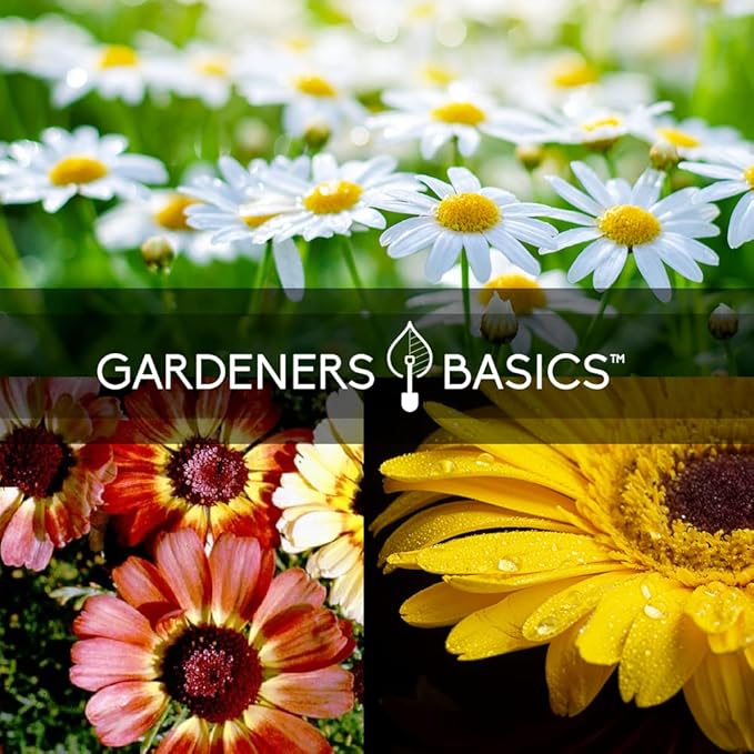 Gardeners Basics, Daisy Seeds for Planting Outdoors Flower Seeds (3 Variety Pack) Alaska Shasta Daisy, Painted Daisy, Yellow Daisy Varieties for Butterflies, Bees, Pollinators Wildflower Seed
