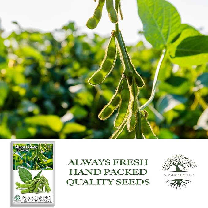 Midori Giant Edamame Seeds for Planting, 25+ Heirloom Seeds Per Packet, (Isla's Garden Seeds), Non GMO Seeds, Botanical Name: Glycine max, Great Home Garden Gift