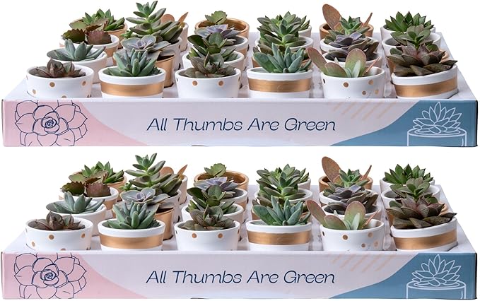 Costa Farms Mini Succulents (48 Pack), Live Succulent Plants in Decor Pots, Indoor Houseplants in Potting Soil, Party Favor Gifts, Bulk Baby Shower, Bridesmaid, 2-Inches Tall