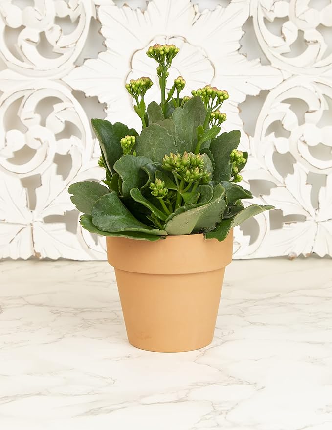 Kalanchoe Plant Succulents Plants Live Houseplants, Live Succulents Live House Plants in Clay Pots, Succulent Plants Live Plants Indoor Plants, Live Succulent Plant Lover Gifts by Plants for Pets