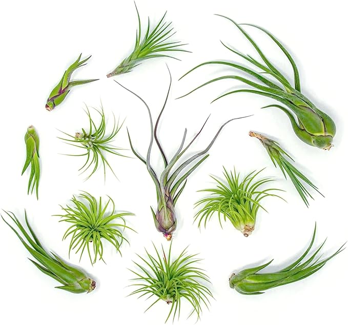 Tillandsia Air Plants Live Indoor Plants (75 Pack), Air Plants Bulk Party Favors or Wedding Favors Live Plants, Air Plant Lover Gifts, DIY Terrarium Kit, Air Succulents Plants Live by Plants for Pets