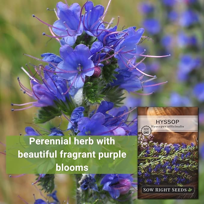 Sow Right Seeds - Hyssop Seed for Planting - Medicinal Herb to Plant in Your Garden - Outdoors - Attracts Pollinators - Stunning Purple Flowers - Non-GMO Heirloom Seeds - Great Gardening Gift (4)