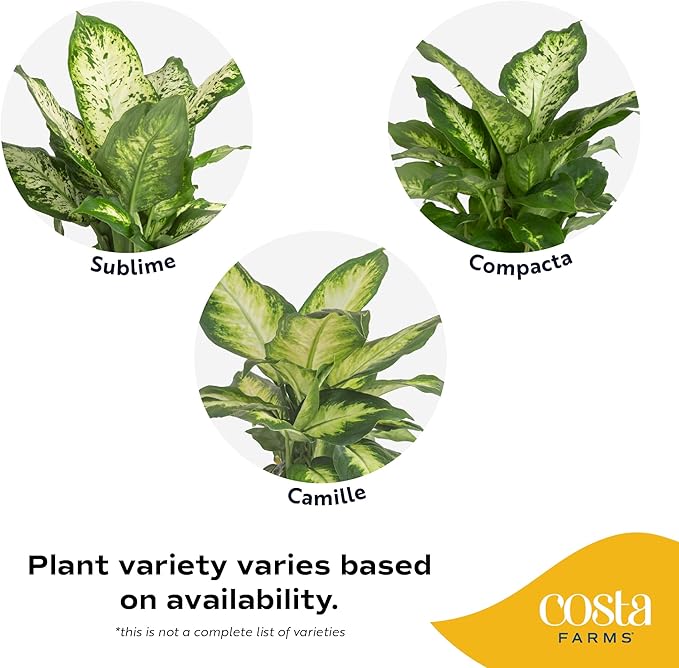 Costa Farms Dieffenbachia, Live Indoor Plant in Décor Plant Pot, Potted Houseplant in Potting Soil Mix, Real Plants Gift for Mom, Dad, 12-14 Inches Tall