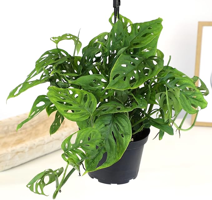 6" Swiss Cheese Plant Monstera Adansonii Live Plant Hanging Basket, Swiss Cheese Monstera Plant Live House Plants Indoors Live Plants Indoor Plants Live Houseplants Live Indoor by Plants for Pets
