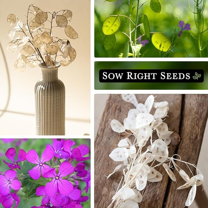 Sow Right Seeds - Money Plant Seeds - Honesty or Silver Coin Plant - Non-GMO Heirloom Seeds - Indoor or Outdoor - Full Instructions for Planting and Growing a Flower Garden - Great Gardening Gift (2)