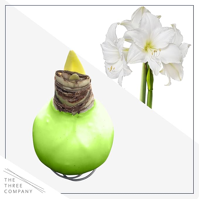 Waxed Amaryllis Bulb - Lime Green Wax, White Blooms - Easy Care - No Watering Needed! Beautiful Spring Décor