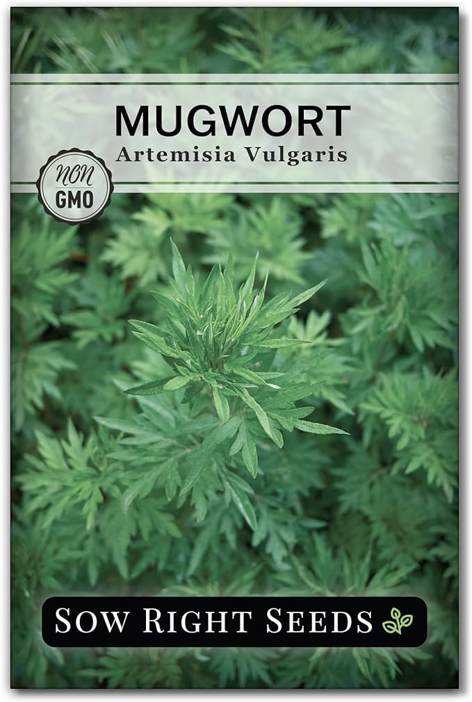 Sow Right Seeds - Mugwort Seeds for Planting - Non-GMO Heirloom Packet with Instructions to Plant an Outdoor or Indoor Herb Garden - Rare Perennial, Wild Wormwood - Medicinal & Culinary Cronewort (1)